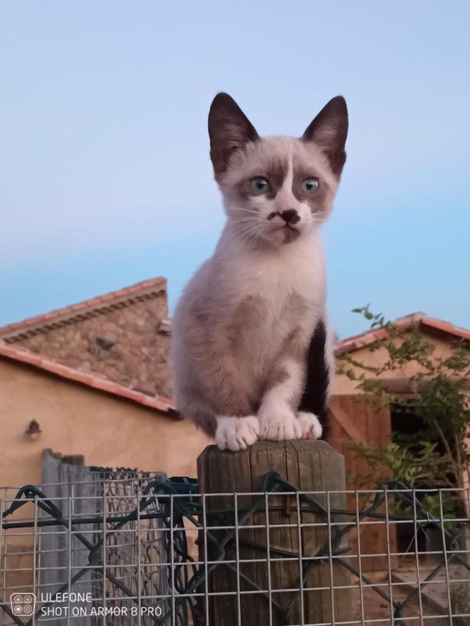 Willa El Chozo Fuentiduena Zewnętrze zdjęcie